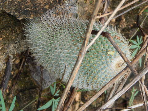 Imagem de Mammillaria dixanthocentron Backeb. ex Mottram