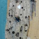 Image of Blue Mud Wasp