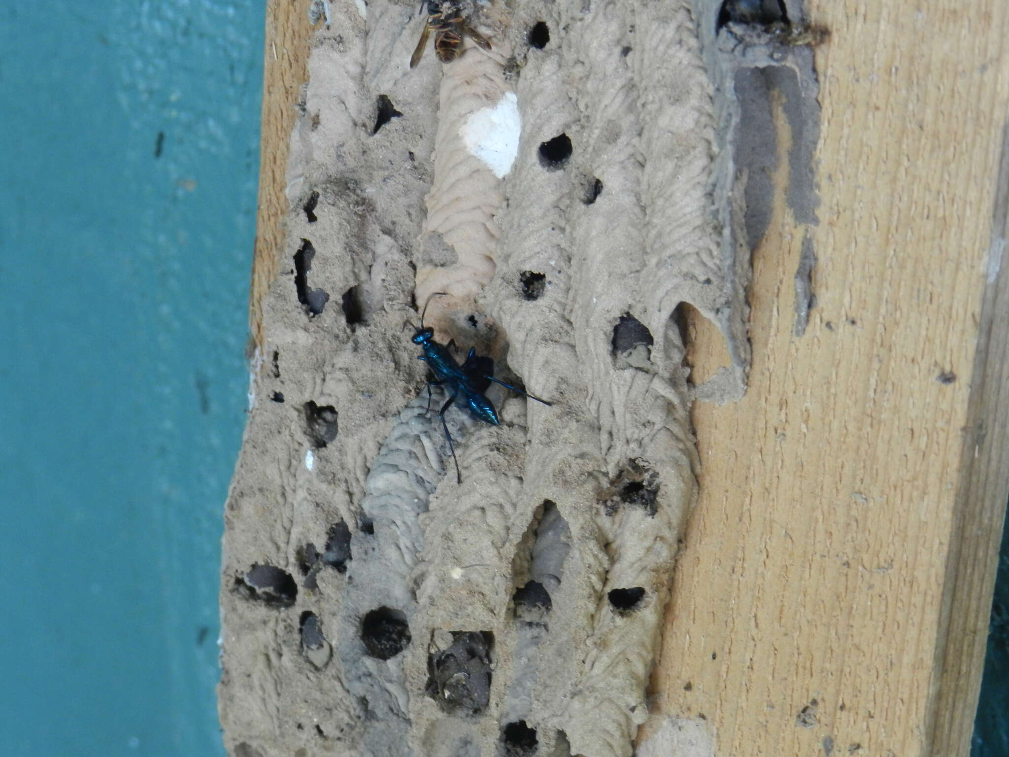 Image of Blue Mud Wasps