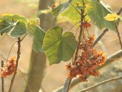 Image of Dombeya pulchra N. E. Br.