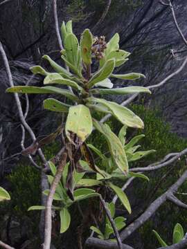 Image de Psiadia anchusifolia (Poir.) Cordem.