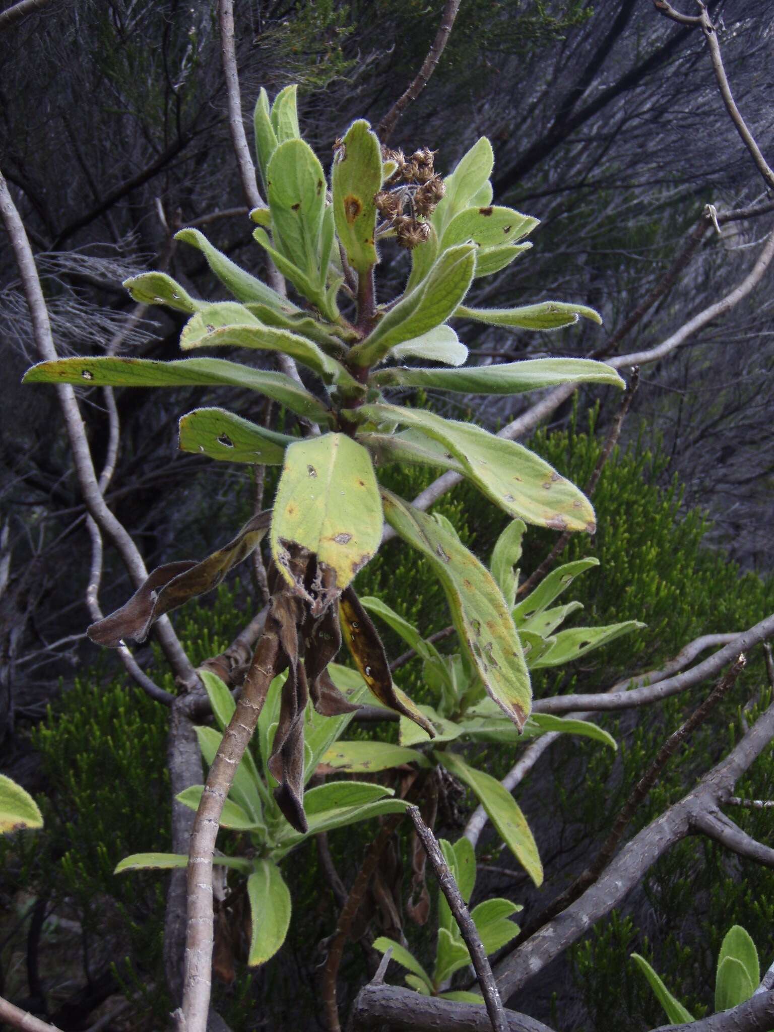 Image of Psiadia anchusifolia (Poir.) Cordem.