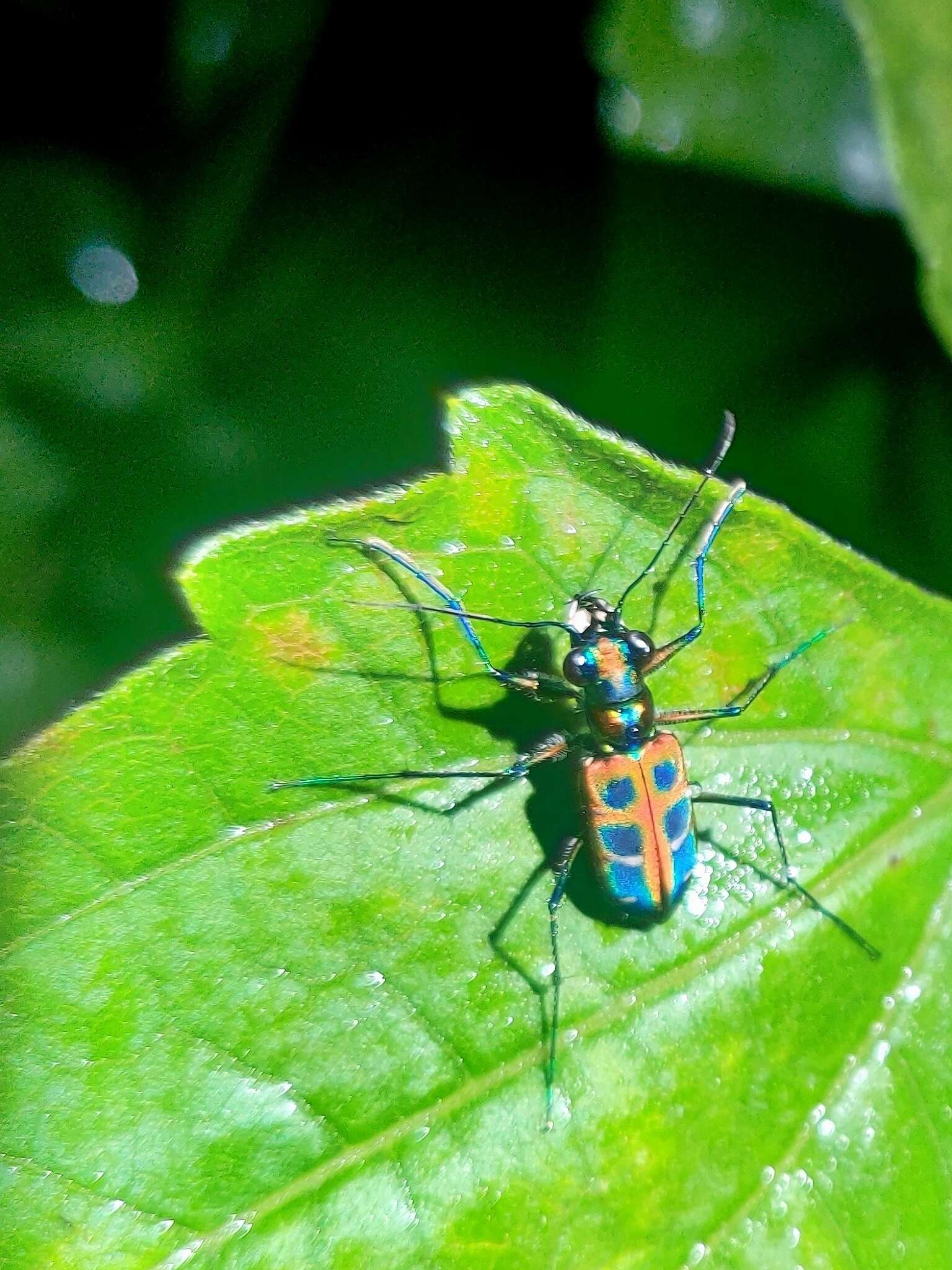 Imagem de Cicindela (Cosmodela) barmanica Gestro 1893