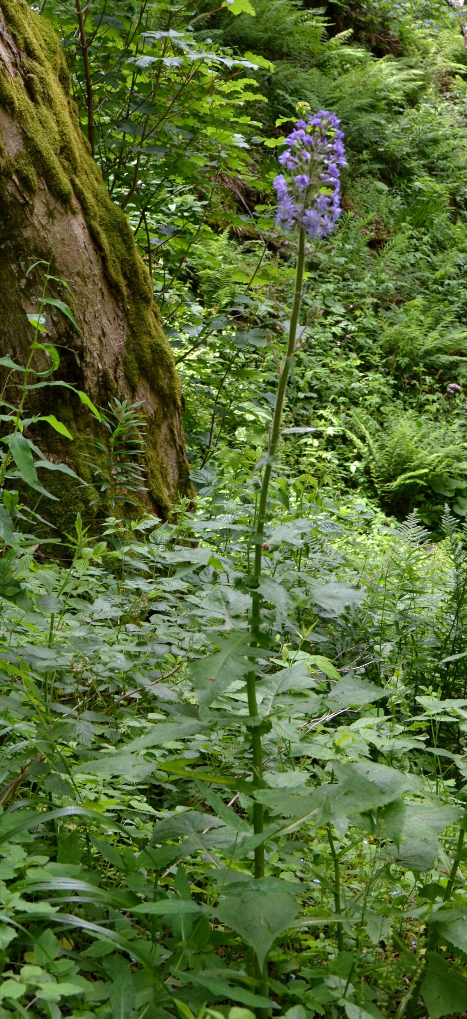 Image of Cicerbita alpina (L.) Wallr.