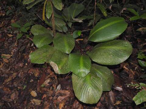 Image de Goeppertia erecta (L. Andersson & H. Kenn.) Borchs. & S. Suárez