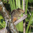 Image of Amazon Bamboo Rat