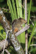 Image of Amazon Bamboo Rat