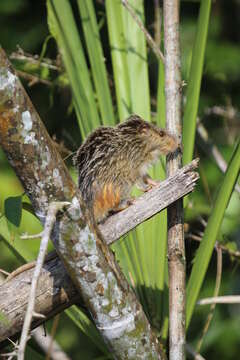 Image of bamboo rat