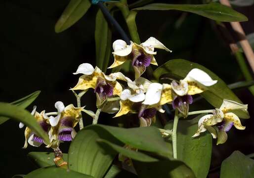 Image de Dendrobium atroviolaceum Rolfe