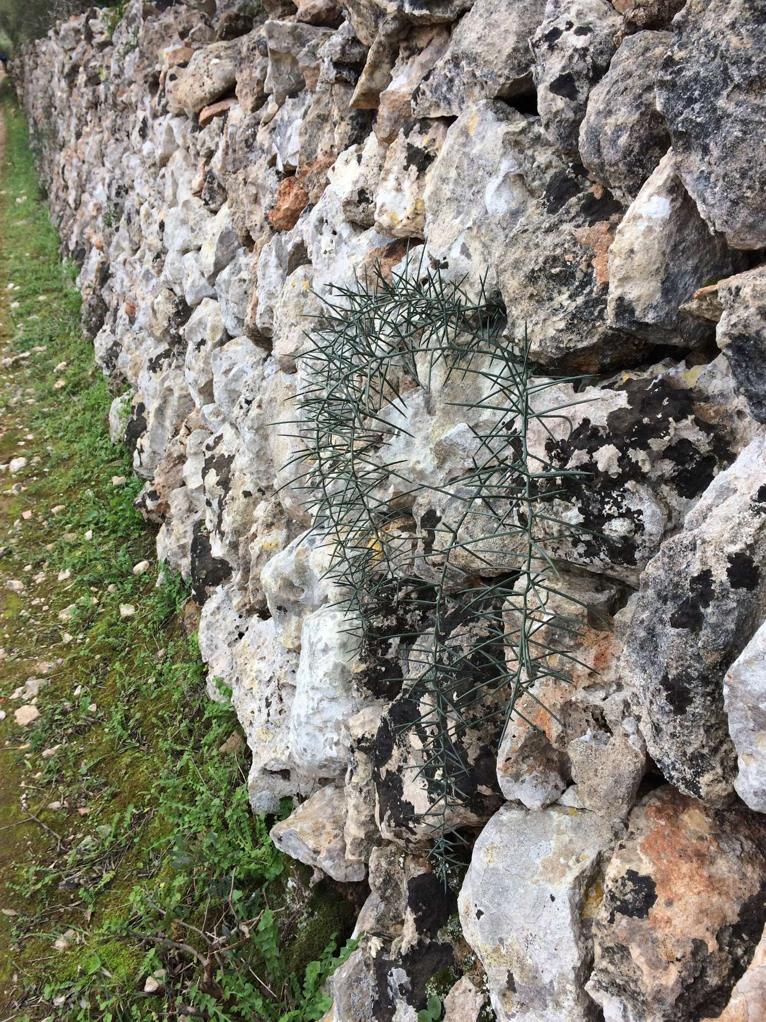 Image of Asparagus horridus L.