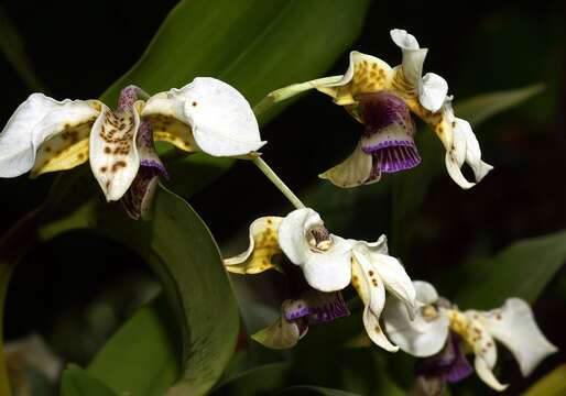 Image de Dendrobium atroviolaceum Rolfe