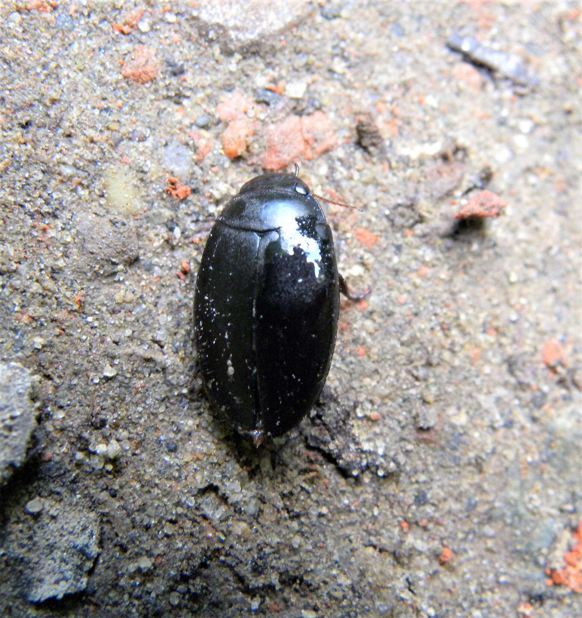 Image of Agabus (Gaurodytes) bipustulatus (Linnaeus 1767)