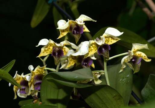 Image de Dendrobium atroviolaceum Rolfe