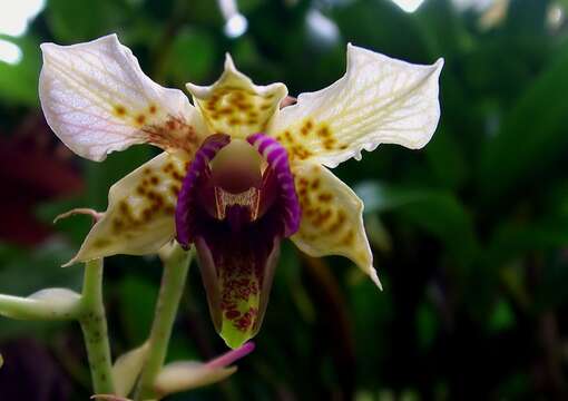 Image de Dendrobium atroviolaceum Rolfe