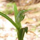 Image of Pterostylis irsoniana Hatch