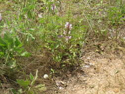 Image of rattlesnake flower