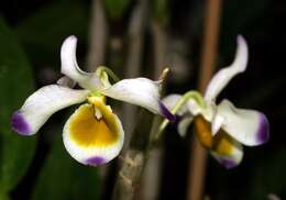 Слика од Dendrobium crystallinum Rchb. fil.