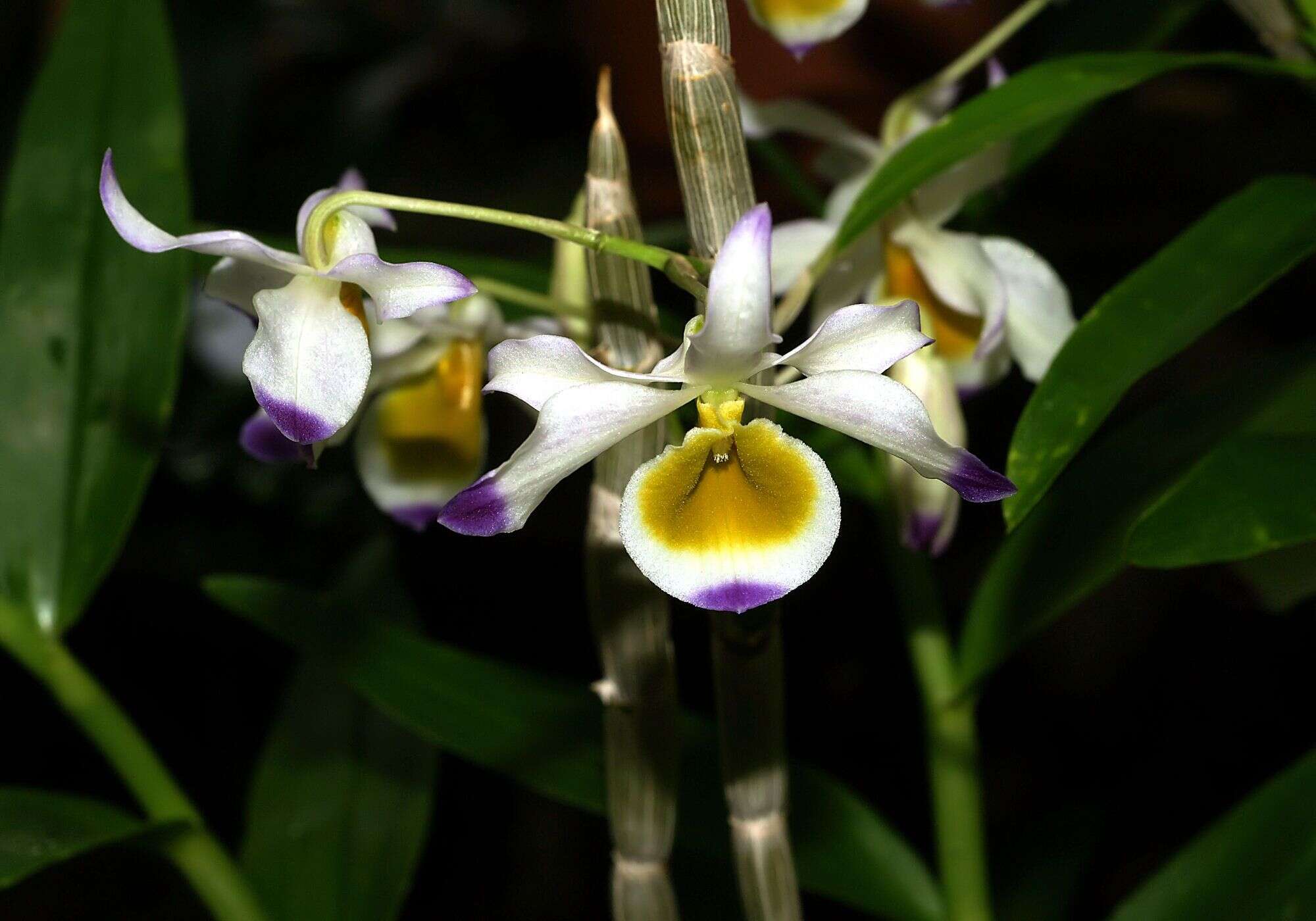 Слика од Dendrobium crystallinum Rchb. fil.