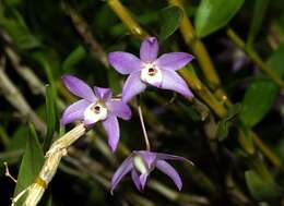 Dendrobium gratiosissimum Rchb. fil. resmi