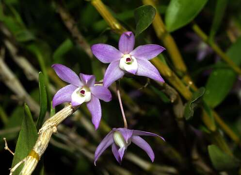 Imagem de Dendrobium gratiosissimum Rchb. fil.