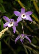 Dendrobium gratiosissimum Rchb. fil. resmi