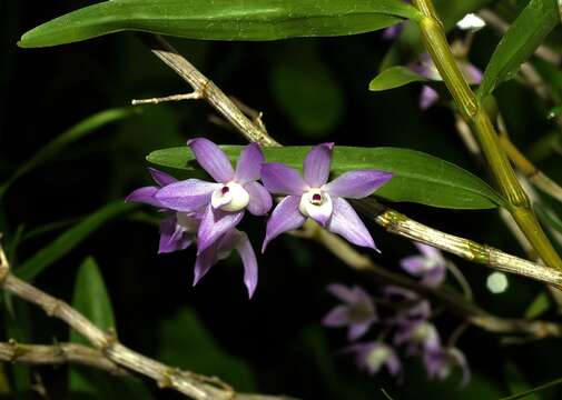 Imagem de Dendrobium gratiosissimum Rchb. fil.