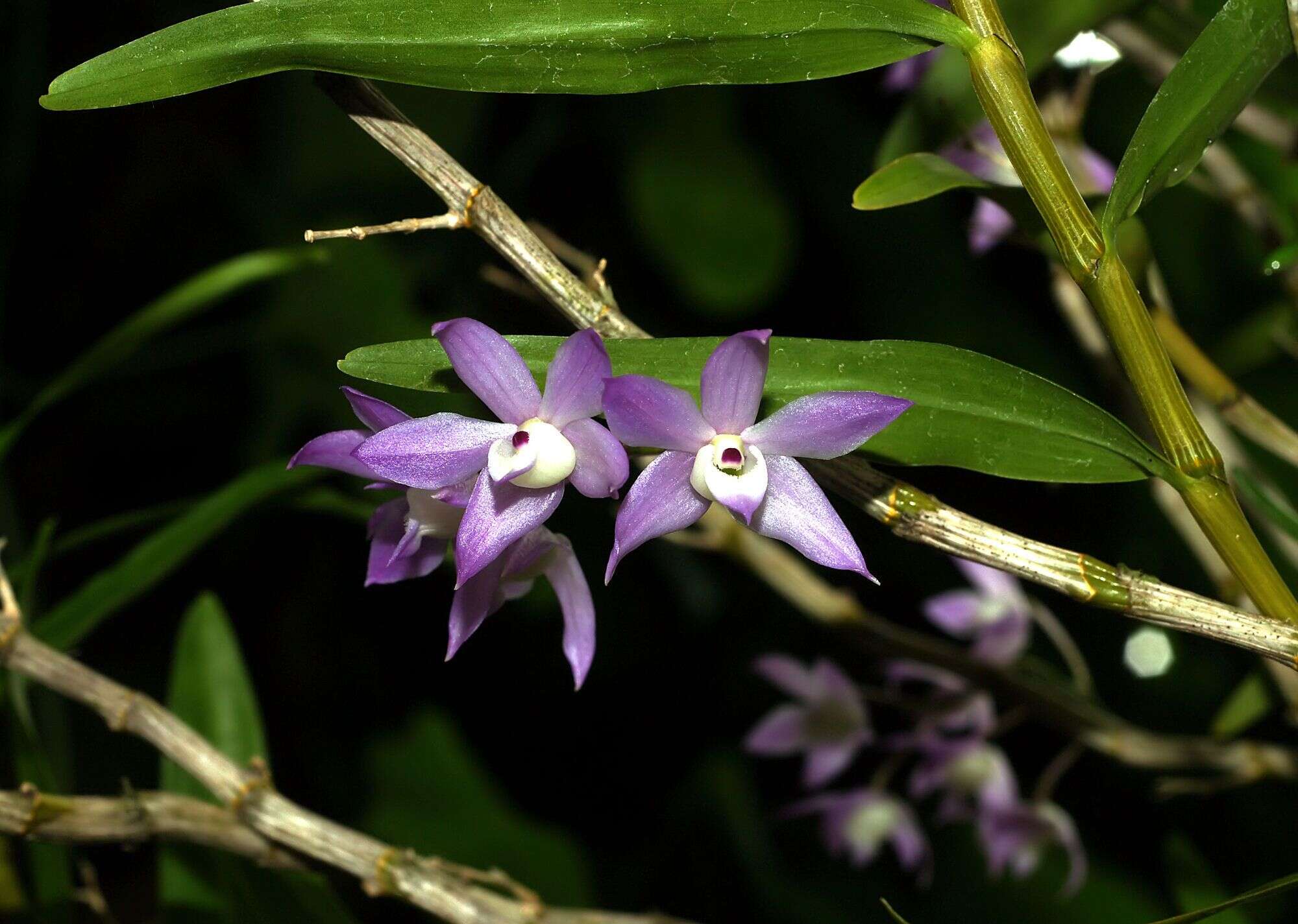 Dendrobium gratiosissimum Rchb. fil. resmi