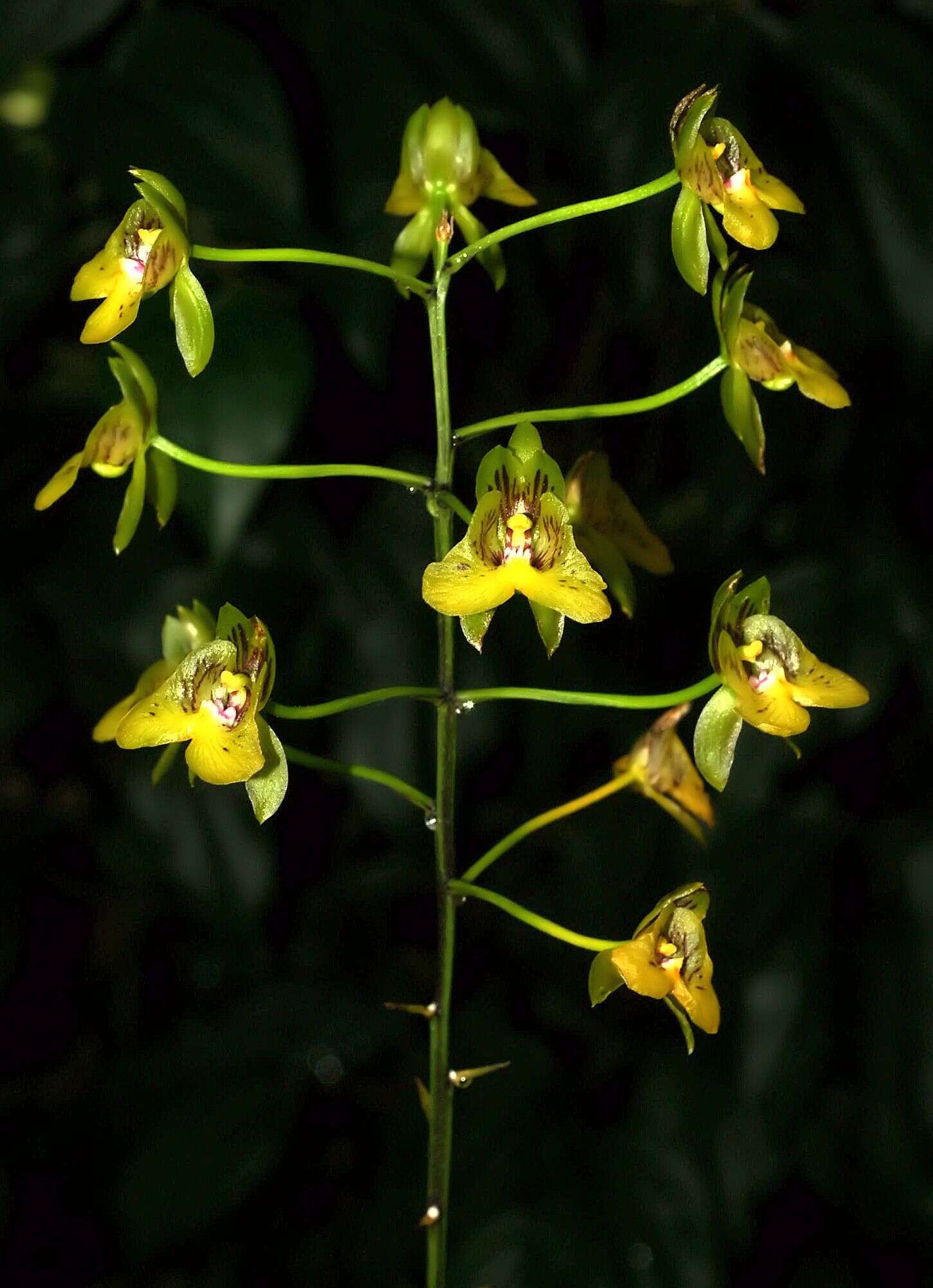 Sivun Eulophia pulchra (Thouars) Lindl. kuva