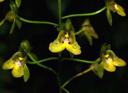 Sivun Eulophia pulchra (Thouars) Lindl. kuva