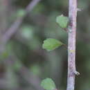 Image of Narrow-leaved lacebark