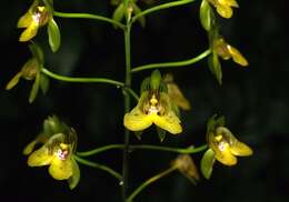 Sivun Eulophia pulchra (Thouars) Lindl. kuva