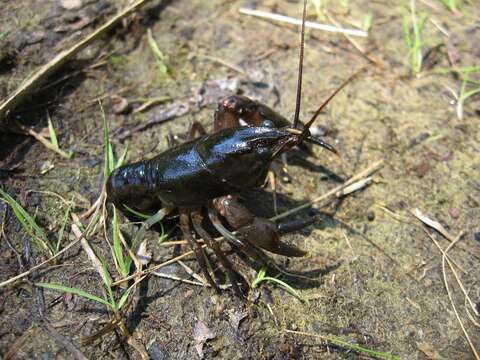 Image of Faxonius propinquus