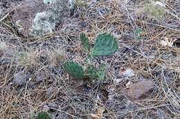 Image of twistspine pricklypear