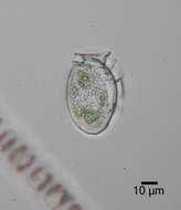 صورة Dinophysis acuminata