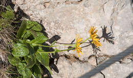 Image of Doronicum glaciale subsp. calcareum (Vierh.) Hegi