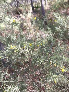 Image de Ulex parviflorus Pourr.