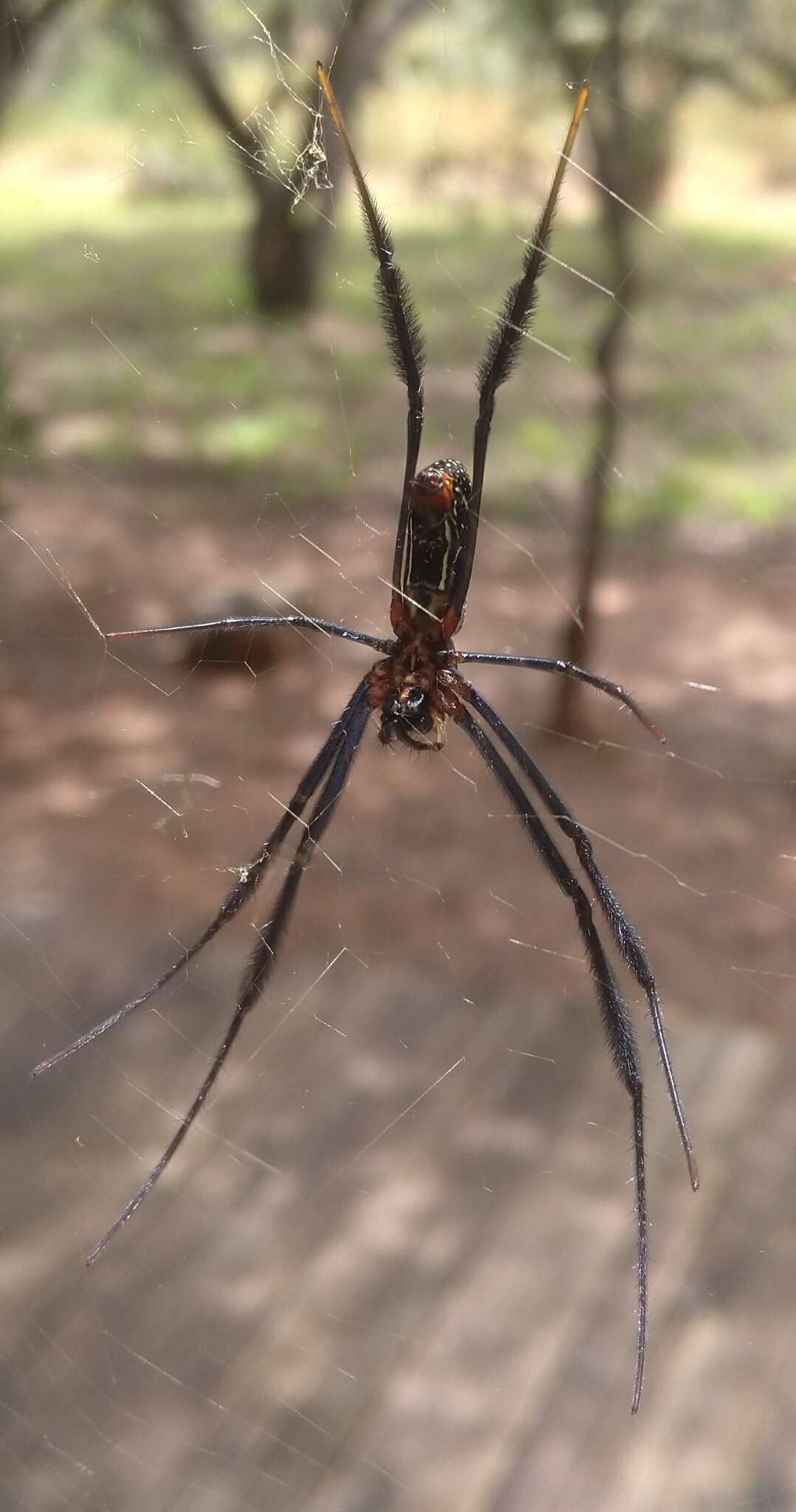 صورة Trichonephila fenestrata (Thorell 1859)