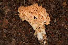 Image of Ramaria celerivirescens Marr & D. E. Stuntz 1974