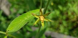 Imagem de Ludwigia leptocarpa (Nutt.) Hara