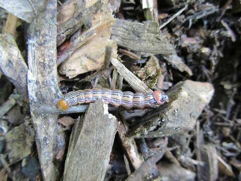 Image of Orange-humped Mapleworm