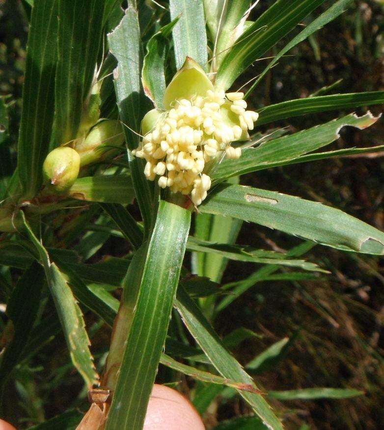 Image of Cliffortia heterophylla Weim.