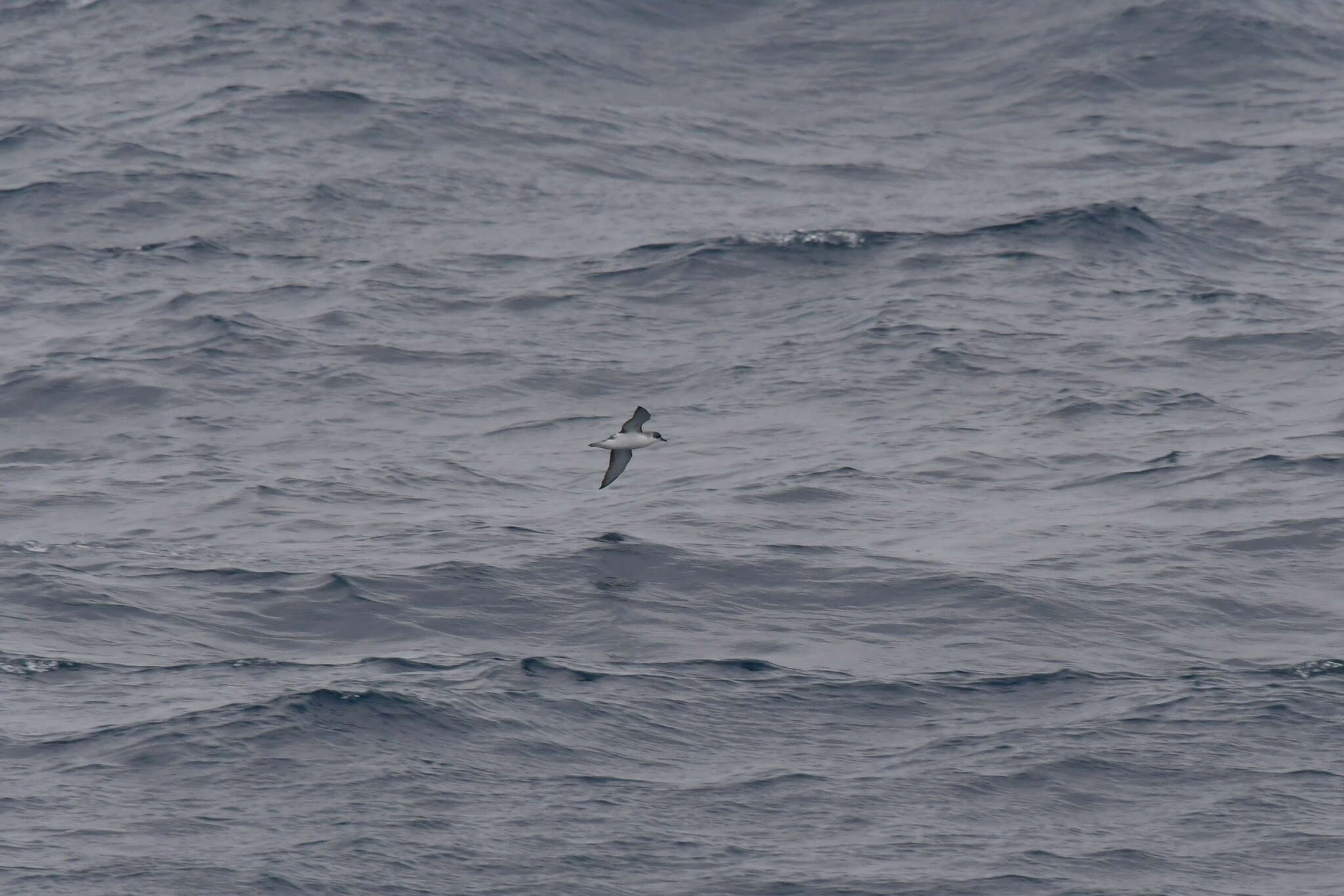 Image of Subantarctic Shearwater