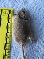 Image of Desert Pocket Mouse