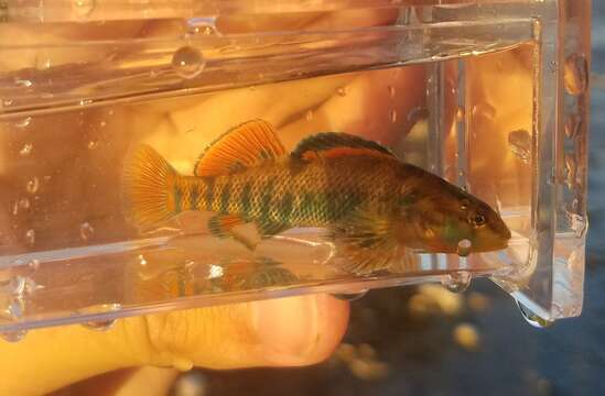 Image of Rainbow Darter