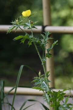 Image of Mexican pricklypoppy