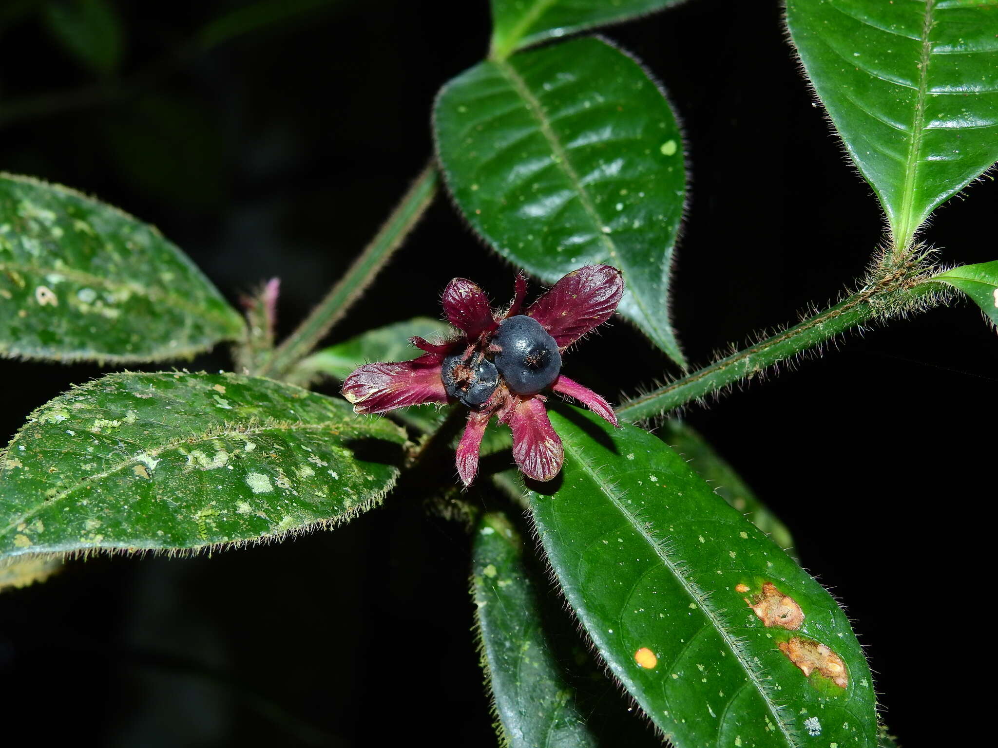 Plancia ëd Palicourea viridibractea