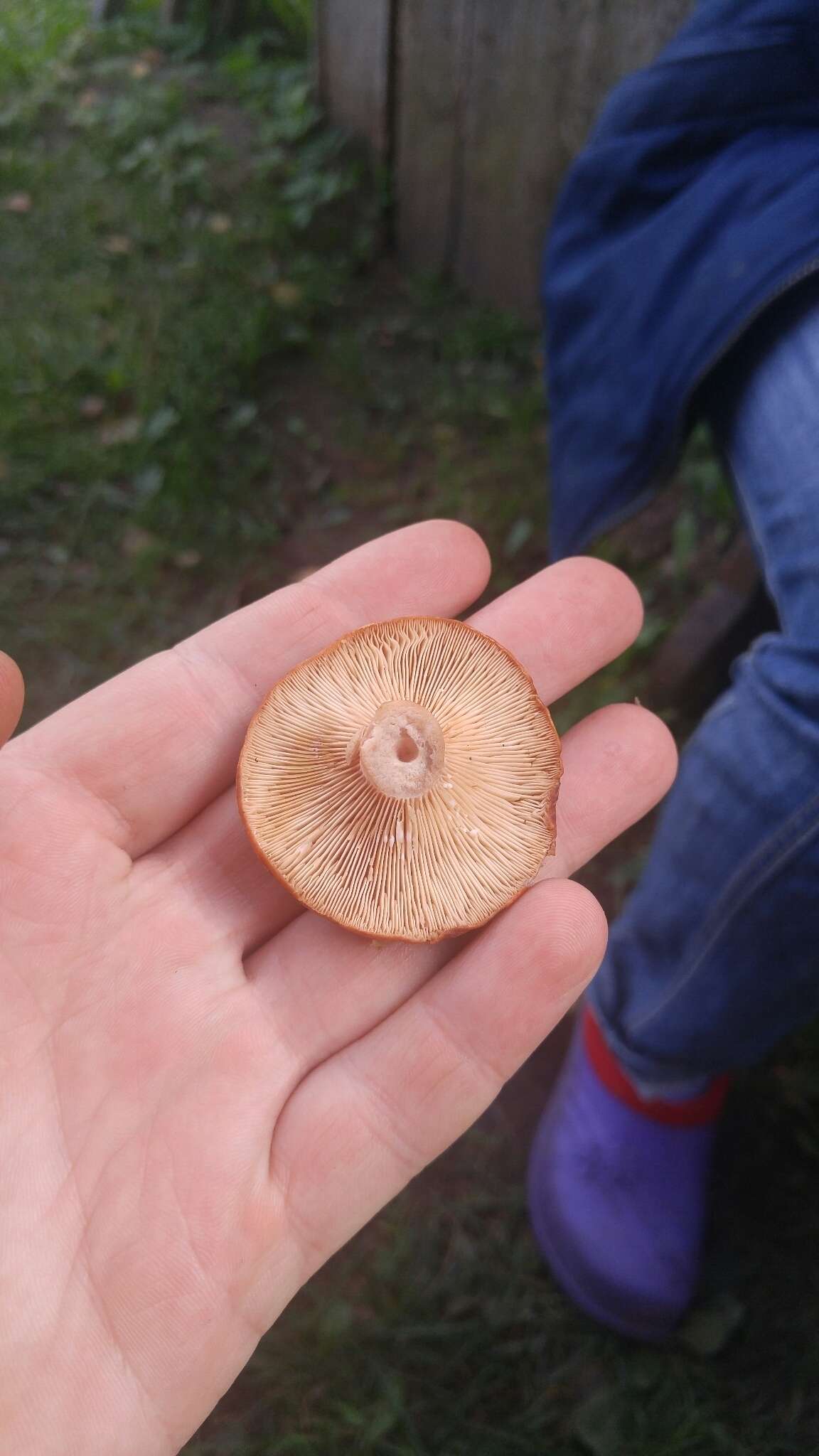 Image of Rufous Milkcap