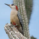 صورة Melanerpes superciliaris (Temminck 1827)