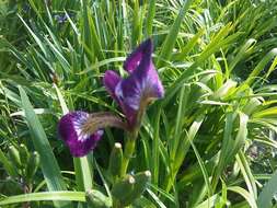 Image de blue flag iris versicolore