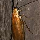Image of Virginia Wood Cockroach